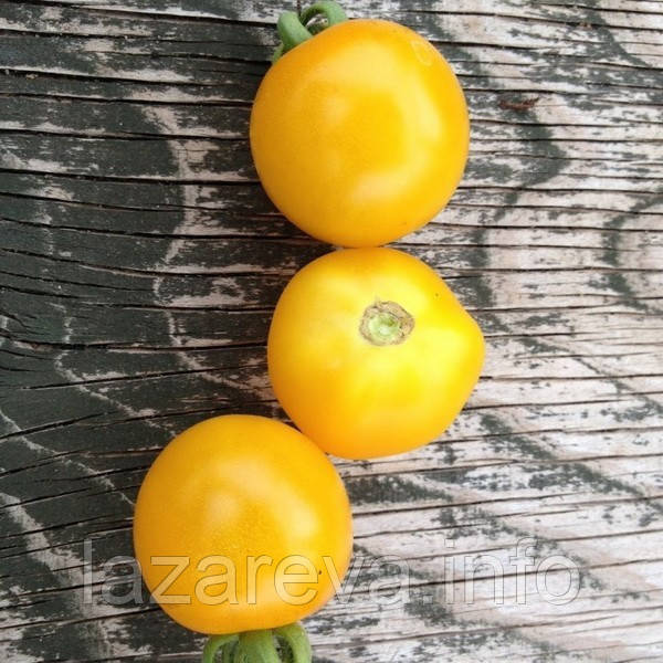 Насіння томату Насіння від Лазарєвих Золота крона 0,2 гр (30-50 насінин)