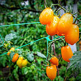Насіння томату Насіння від Лазарєвих Лімончелло 0,2 гр (30-50 насінин), фото 3