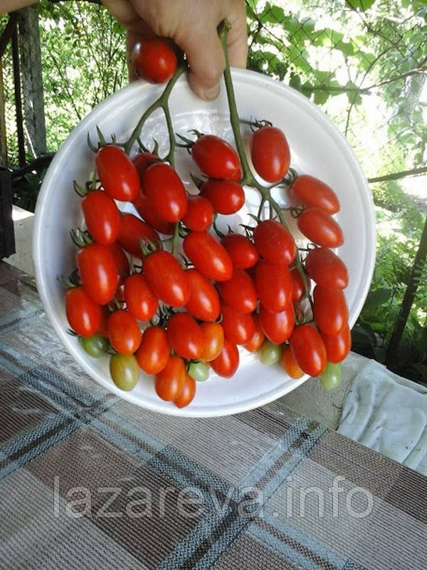Насіння томату Насіння від Лазарєвих Сингапур 0,2 гр (30-50 насінин)
