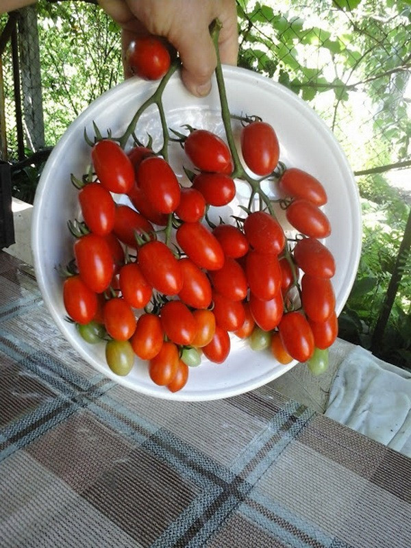 Насіння томату Сингапур 30 нас, фото 1