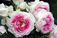 Саджанці троянди "Гернсі", фото 2