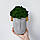 Оригінальне бетонне кашпо L зі стабілізованим темно-зеленим мохом від "Артіс Грін", без поливу та догляду!, фото 7