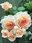 Саджанці троянди "Чандос Б'юті", фото 2