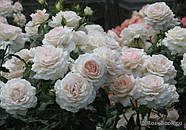 Саджанці троянди "Чандос Б'юті", фото 5