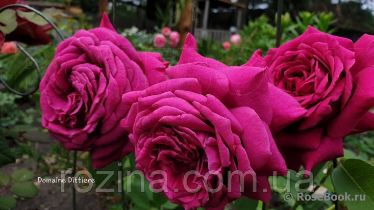 Саджанці троянди "Домейн Диттьер", фото 1