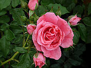 Саджанці троянди "Розаріум Ютерсен", фото 3