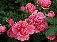 Саджанці троянди "Розаріум Ютерсен", фото 4