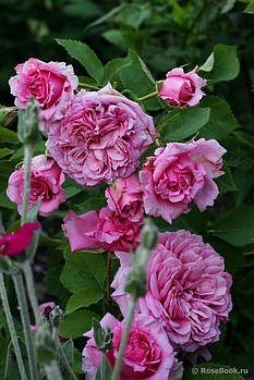 Саджанці троянди  "Бенвен'ю"