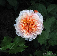 Саджанці троянди "Версайні", фото 3