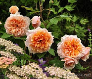 Саджанці троянди "Версайні", фото 4