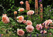 Саджанці троянди "Версайні", фото 5