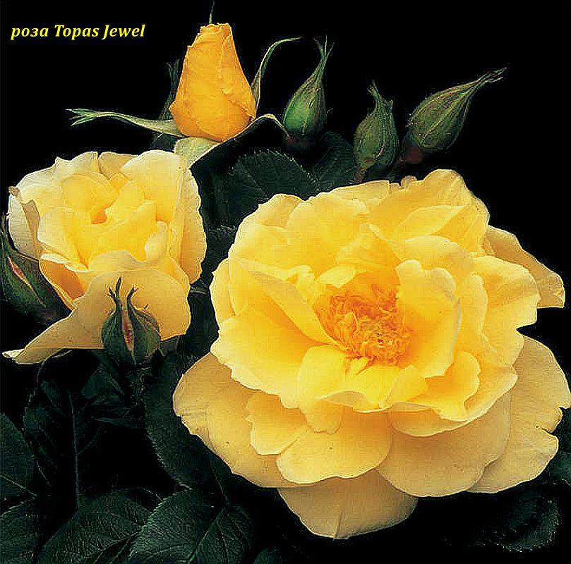 Троянда Topas Jewel (Топаз Джевел)