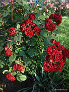 Саджанці троянди Хоуп фо хьюманити, фото 4