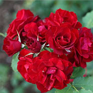 Саджанці троянди Хоуп фо хьюманити, фото 3