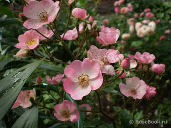 Саджанці троянди "Альден Бізен"