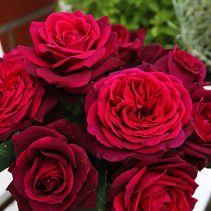 Саджанці чайно-гібридної троянди Графиня Діана (Rose Gräfin Diana)