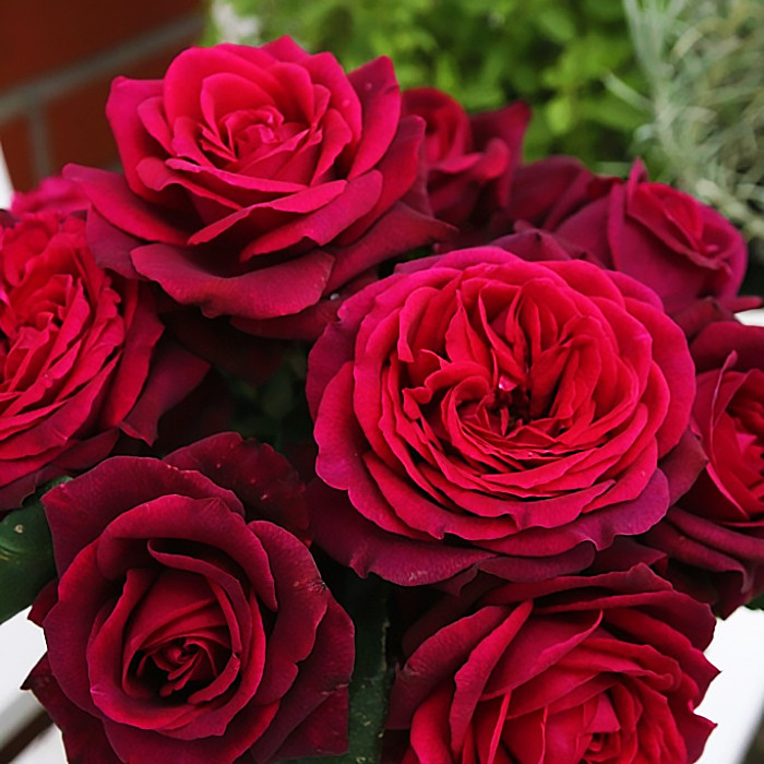 Саженцы чайно-гибридной розы Графиня Диана (Rose Gräfin Diana) - фото 1 - id-p1438049981