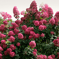 Гортензія метильчаста Вімс Ред (Hydrangea paniculata Wim's Red) 0,5 л