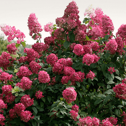 Гортензия метельчатая Вимс Ред (Hydrangea paniculata Wim's Red) 0,5 л - фото 1 - id-p1438072026