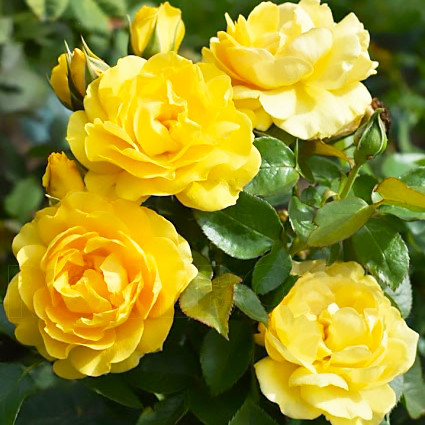 Саджанці троянди флорибунда Джулія Чайлд (Rose Julia Child), фото 1