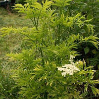 Бузина чорна Golden Tower