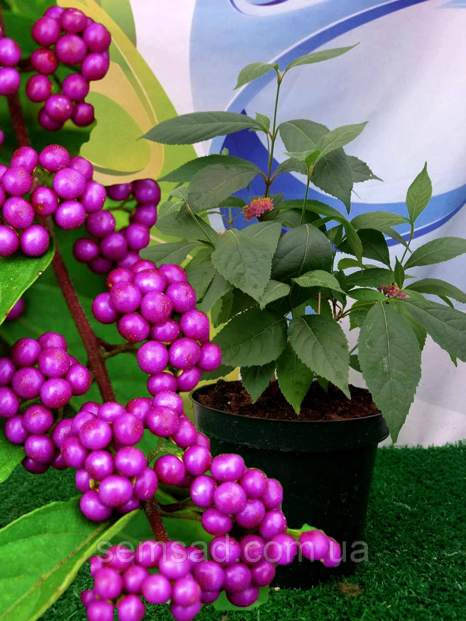 Калікарпа - Красивоплідник Проф'южин \ Callicarpa bodinieri "Profusion" (саджанці 2 роки)