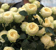 Саджанці троянди "Пур Блонд", фото 2