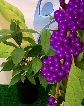 Калікарпа - Красивопліднік Іссай \ Callicarpa bodinieri "Issai" (саджанці 3 роки), фото 3