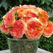 Саджанці троянди  "Генрі Дельбар", фото 2