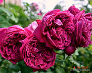 Саджанці троянди "Шекспір 2000", фото 3