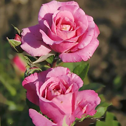 Саджанці спрей троянди Маргарита (Margarita), фото 1