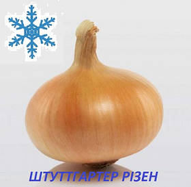 Цибулю сіянка озима Штуттгартер Різен 8/21 1кг / Broer