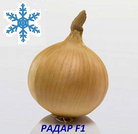Цибуля сіянка озима Радар (Рейдер) 8/21 1кг / Broer
