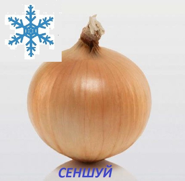 Цибулю севок Сеншуй ( SENSHYU) 8/21 озимий 1кг / TOP