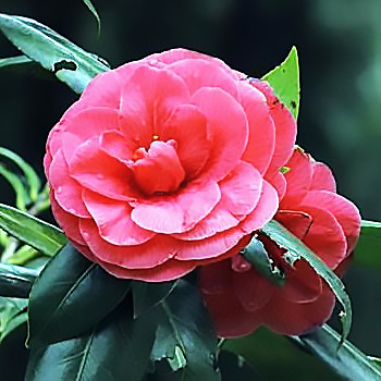 Саджанці плетистої троянди Партеніт (Rose Partenit)