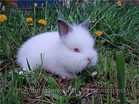 Подробиці про кроликів .