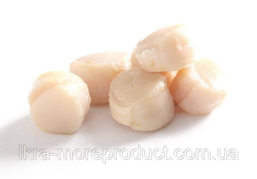 Гребінець морський 40/60 - фото 1 - id-p1133766346