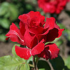 Саджанці чайно-гібридної троянди Сексі Ред (Red Rose Sexy), фото 3