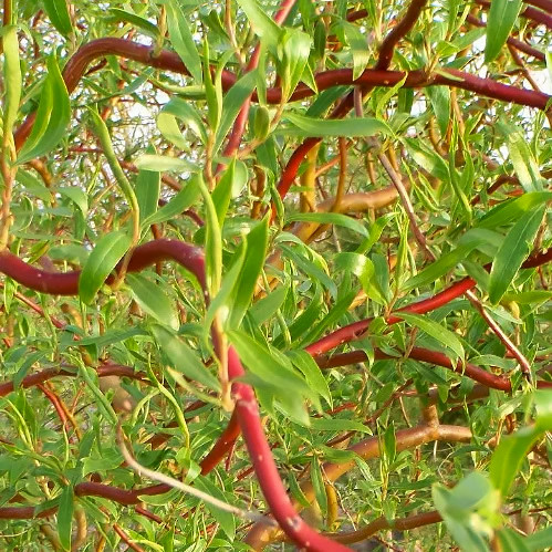 Саджанці Верби Мацуда, Мацудана (Salix matsudana) Р9