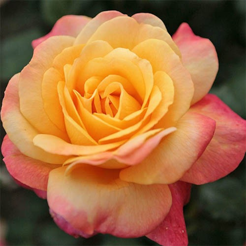 Саджанці чайно-гібридної троянди Шпильварк (Rose Speelwark)