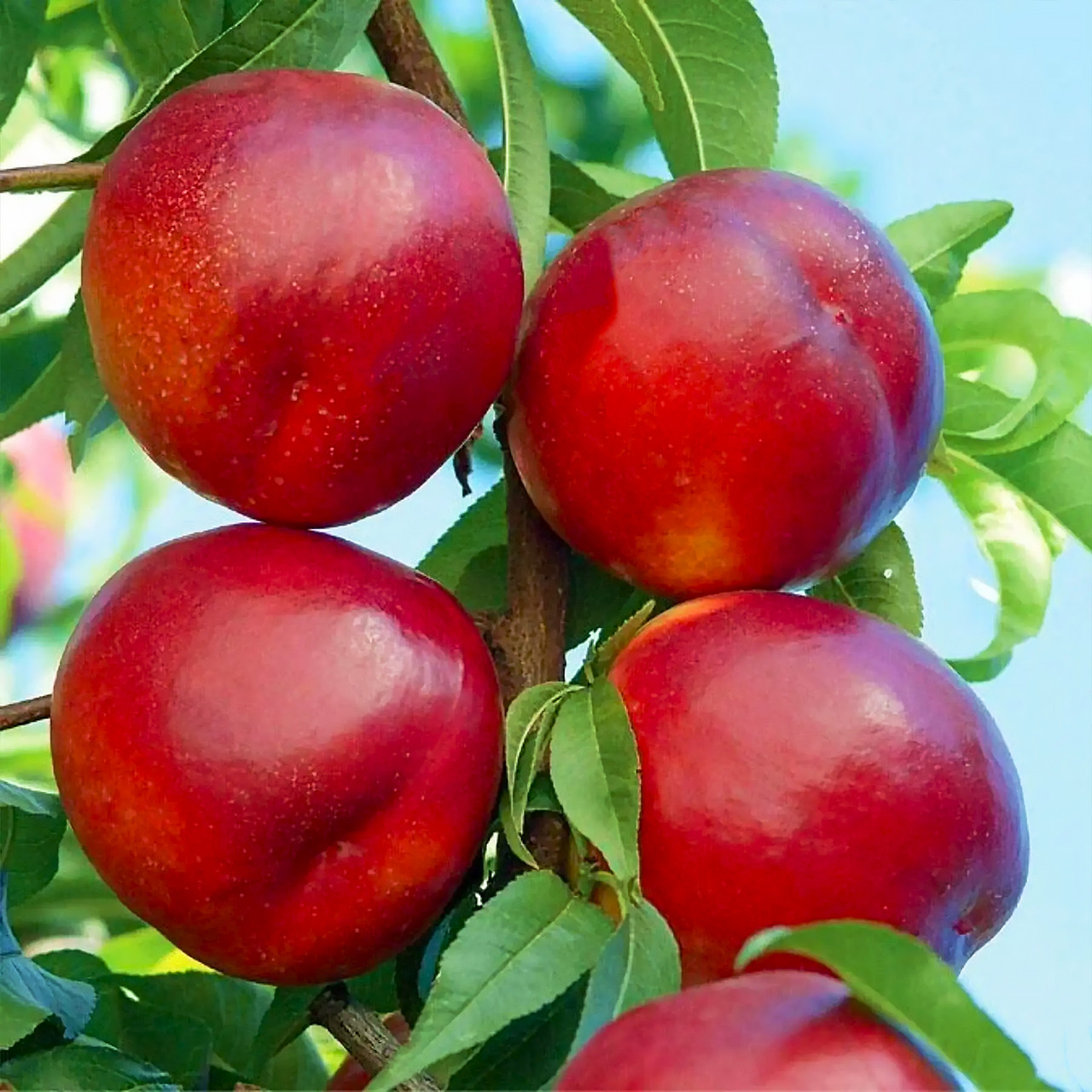 Саджанці Нектарина Медведівський-1 - середній, великоплідний, червонолистий, фото 1