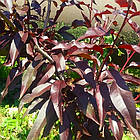 Саджанці Нектарина Медведівський-1 - середній, великоплідний, червонолистий, фото 2