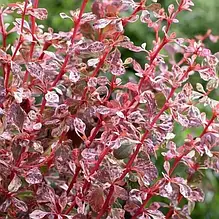 Барбарис Тунберга Rose Glow (Роуз Глоу) у контейнері