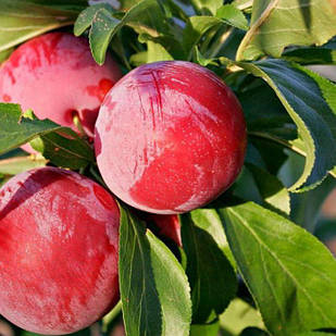 Саджанці Сливи Оутем Гло - пізнього строку, диплоїдна, зимостійка