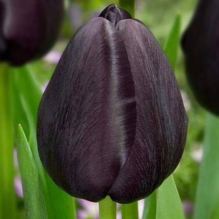 Цибулинки Тюльпана Тріумф Black Bean, фото 3