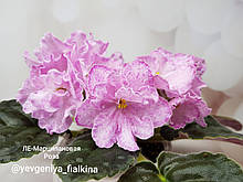 Фіалка ЛЕ-Марципановая Роза