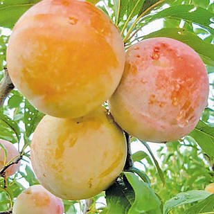 Саджанці Сливи Байрон Голд (Byron Gold) - осінньо-пізнього строку, диплоїдна, зимостійка