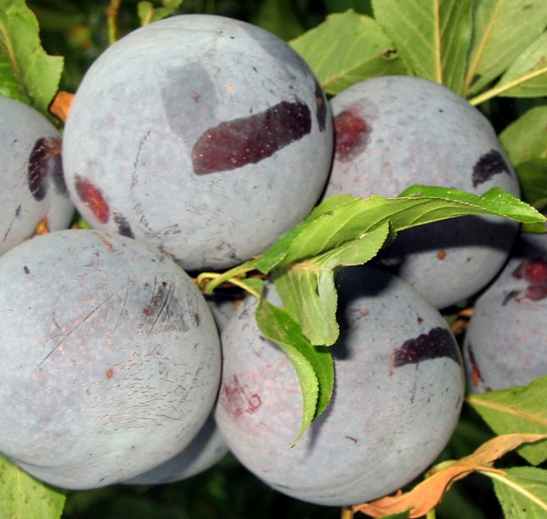 Саджанці Сливи Блек Сплендор - середньо-раннього терміну, диплоїдна, морозостійка, фото 1