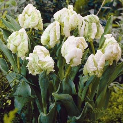 Насіння баклажана Найт Леді F1 100 шт, Unigen Seeds, фото 1