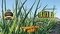 ALASKA F1 ОЗИМОЙ ЛУК 65TON/ГА MRT SEEDS